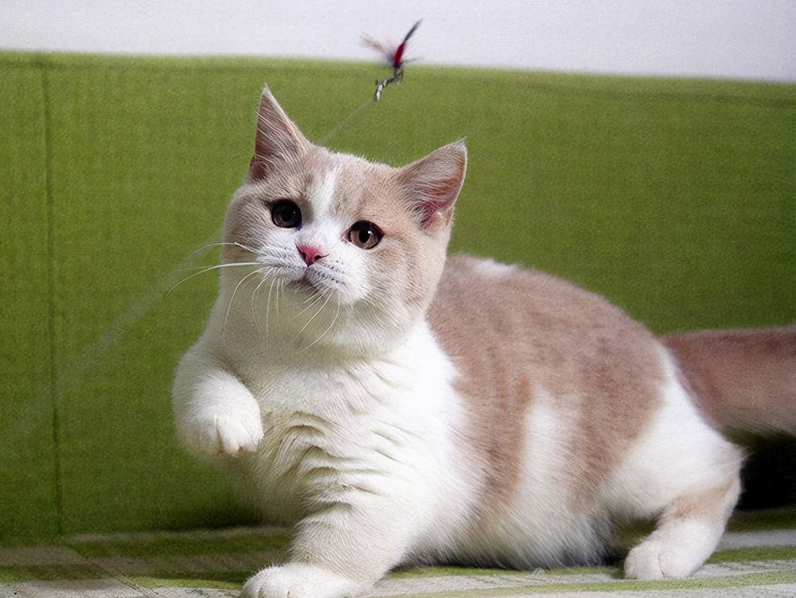 短脚猫这么多人养的5大原因，网友：养了才知道“真香”