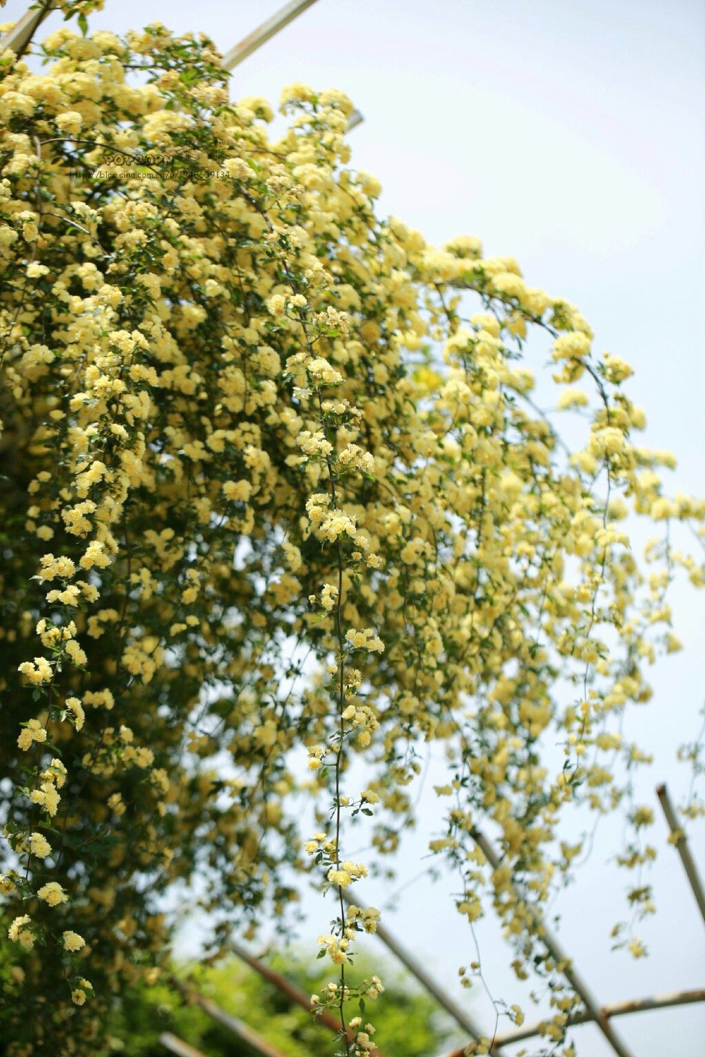 春游赏花，都是什么花？这100个花卉图鉴，给大家做科普，涨知识