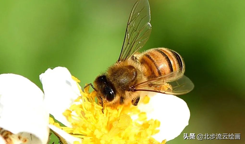 蜜蜂彩色简笔画怎么画(蜜蜂简笔画图片带颜色大全)