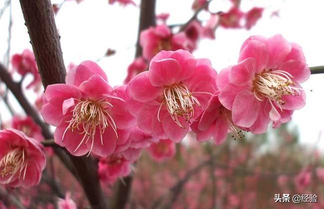 梅花的特点有哪些(梅花的精神和象征意义)