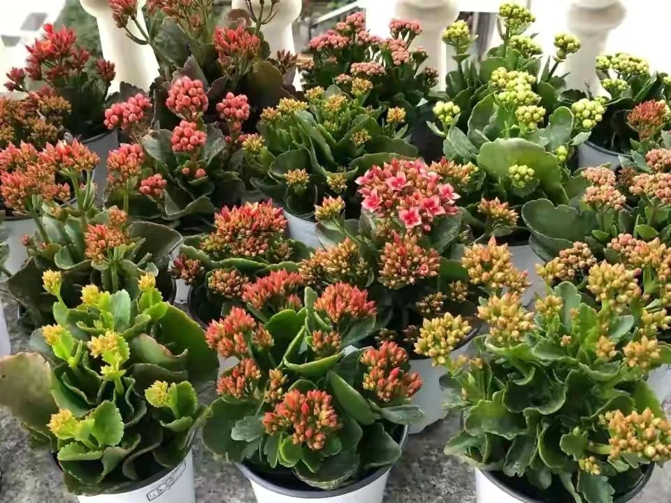 长寿花的养殖方法和注意事项(长寿花有4喜和3怕)