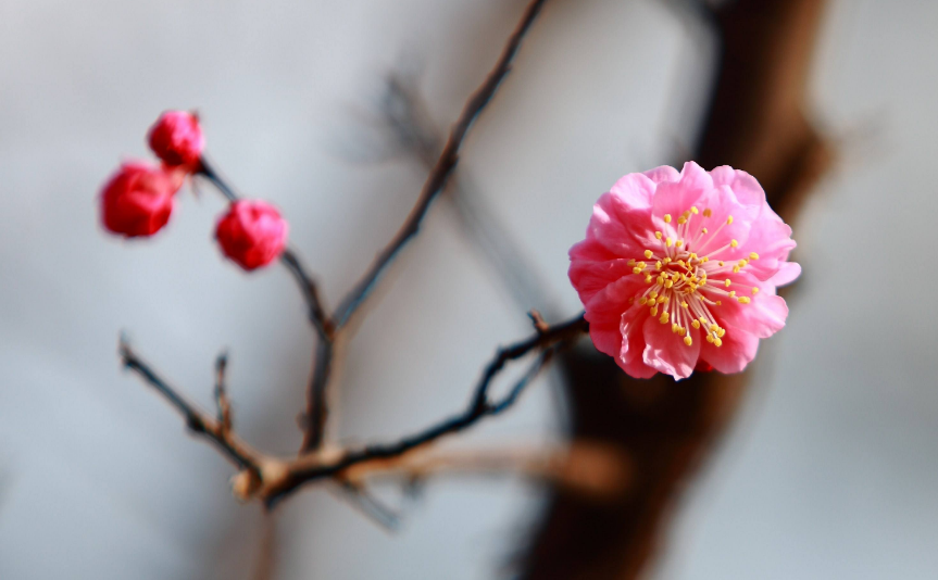 「诗词鉴赏」冬深一一开，十首梅花诗词，欣赏诗中的花中之魁