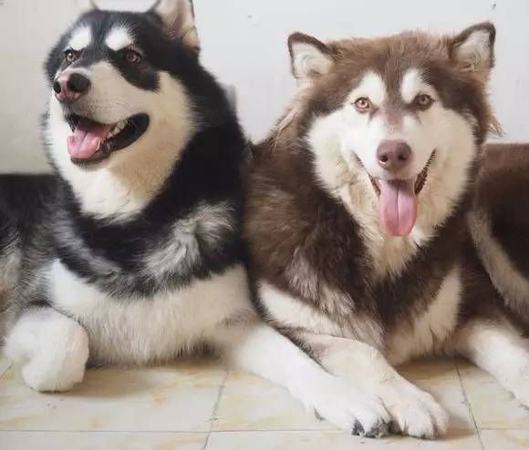 为什么都不建议养阿拉斯加(看完阿拉斯加犬图片就知道了)