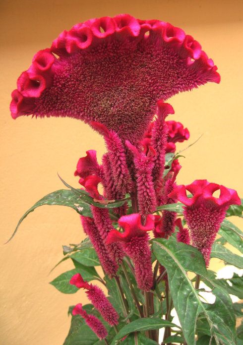 春游赏花，都是什么花？这100个花卉图鉴，给大家做科普，涨知识