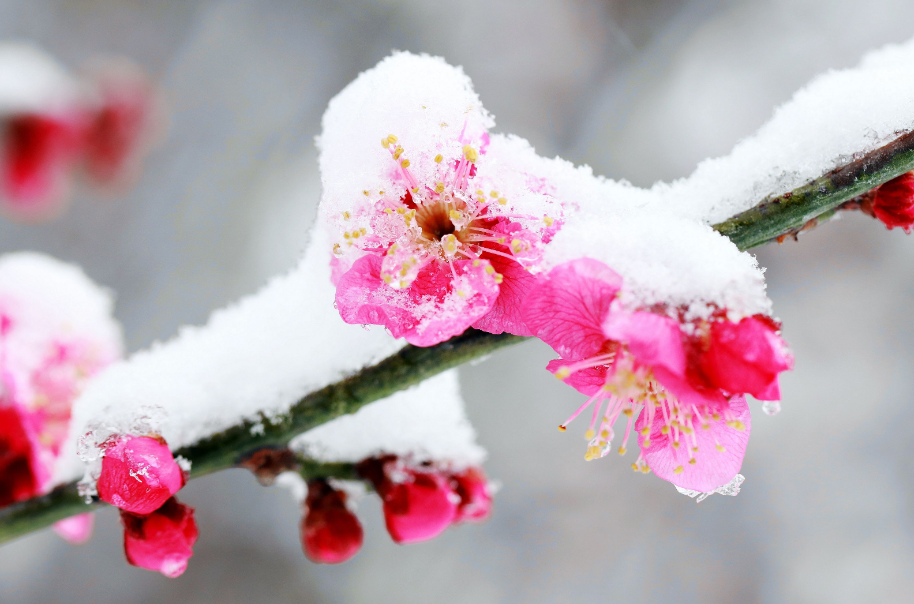 更须踏雪看梅花，十二首踏雪寻梅的诗词，看雪中梅花傲雪绽放