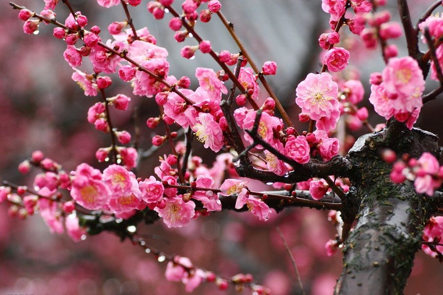 春游赏花，都是什么花？这100个花卉图鉴，给大家做科普，涨知识