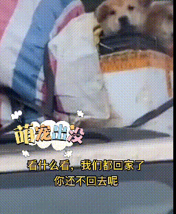 为了带狗回家过年，大家的操作能有多野？