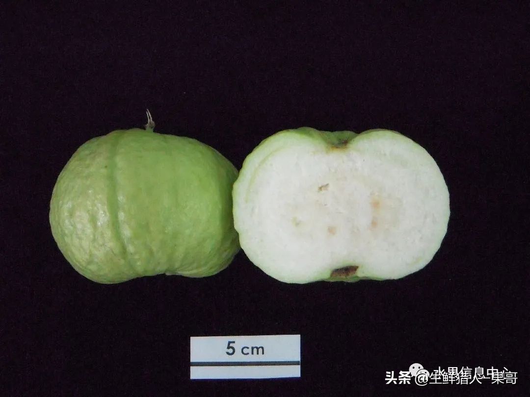 小众水果芭乐，又被茶饮店们带火了，最全芭乐说明书
