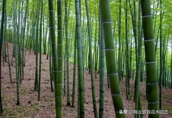 26种·竹子大全-超级丰富的竹子种类，收藏学习