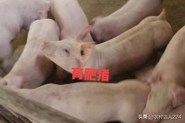 养猪成本与利润分析