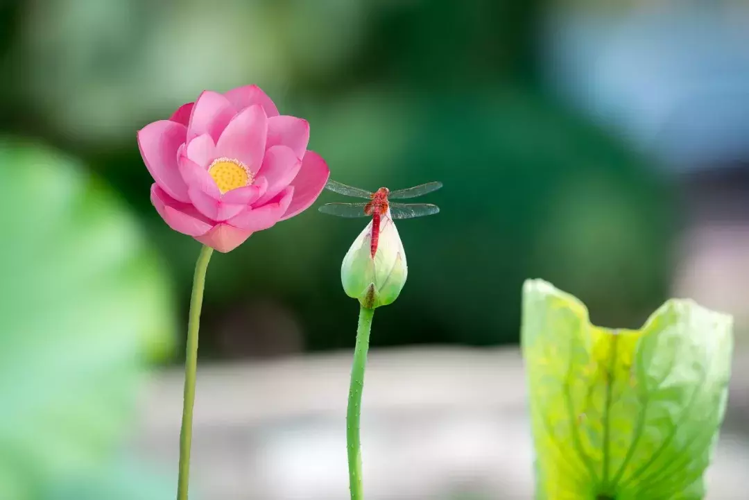 十首荷花诗词，唯美了整个夏天