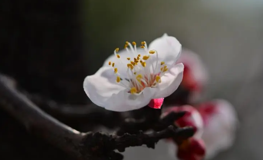 「诗词鉴赏」沾衣欲湿杏花雨，十首杏花的诗词，惊艳了整个春天