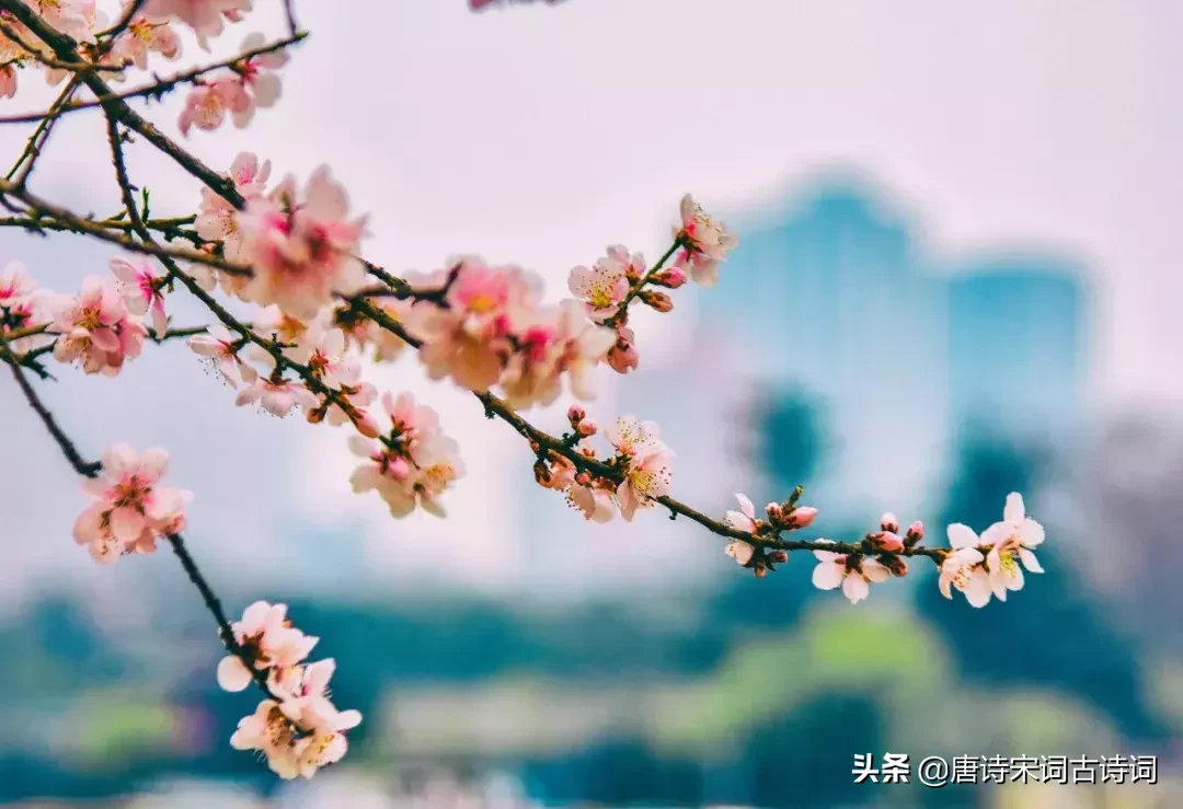 48首桃花诗词，许你十里桃花,遇见最美的桃花