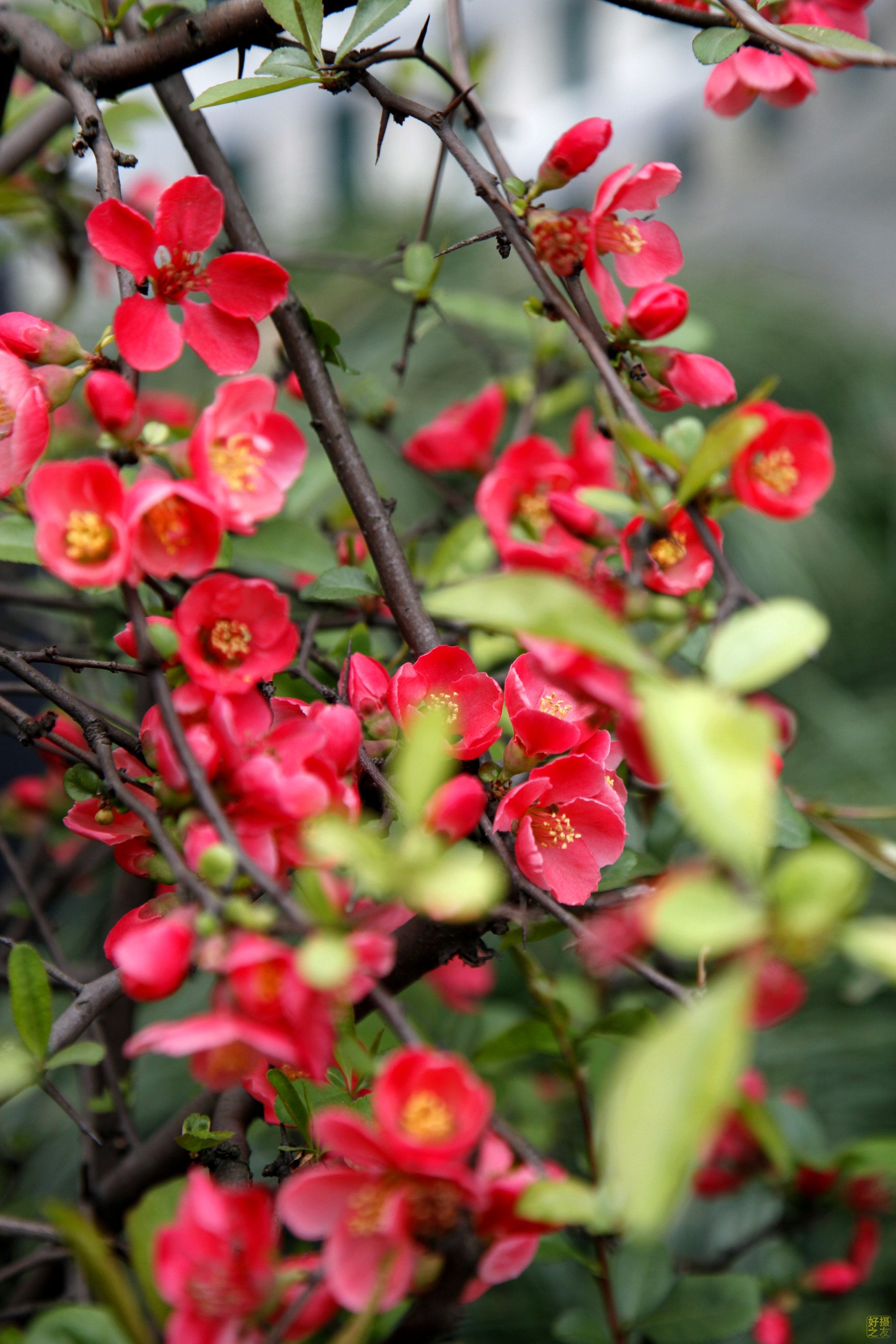 春游赏花，都是什么花？这100个花卉图鉴，给大家做科普，涨知识