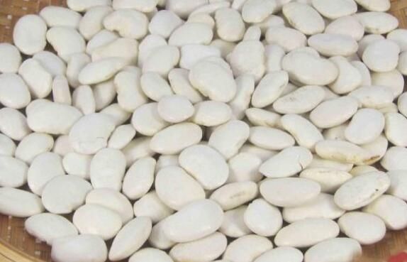 白芸豆的功效与作用是什么 能减肥吗