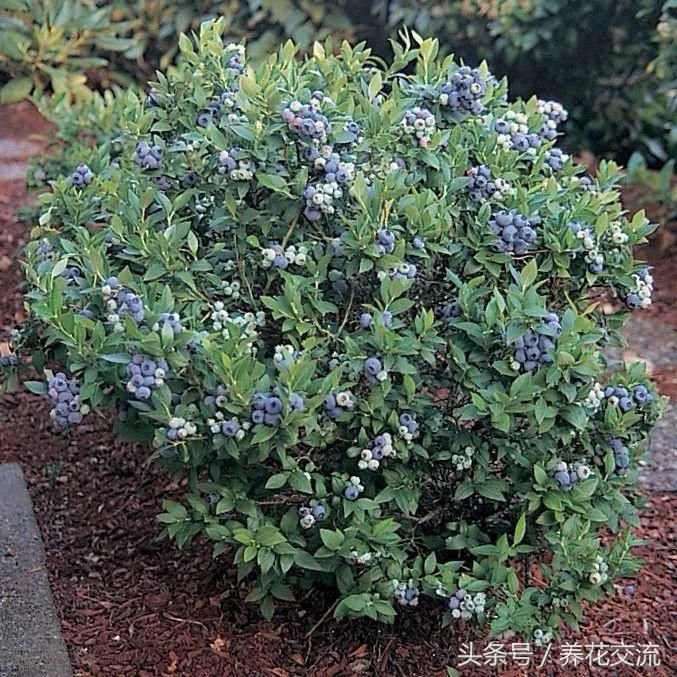 在家里用花盆养蓝莓用这6种技巧，年年都有吃不完的果子