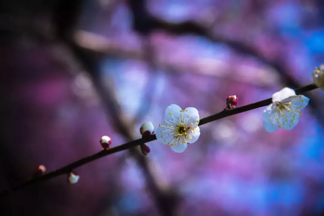 十首梅花诗：已是寒冬时，宜读梅花诗