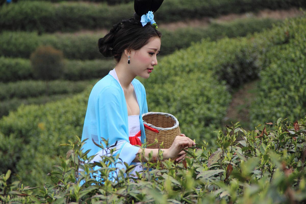 中国十大茶叶应该如何排名，有哪些，谁排第一呢