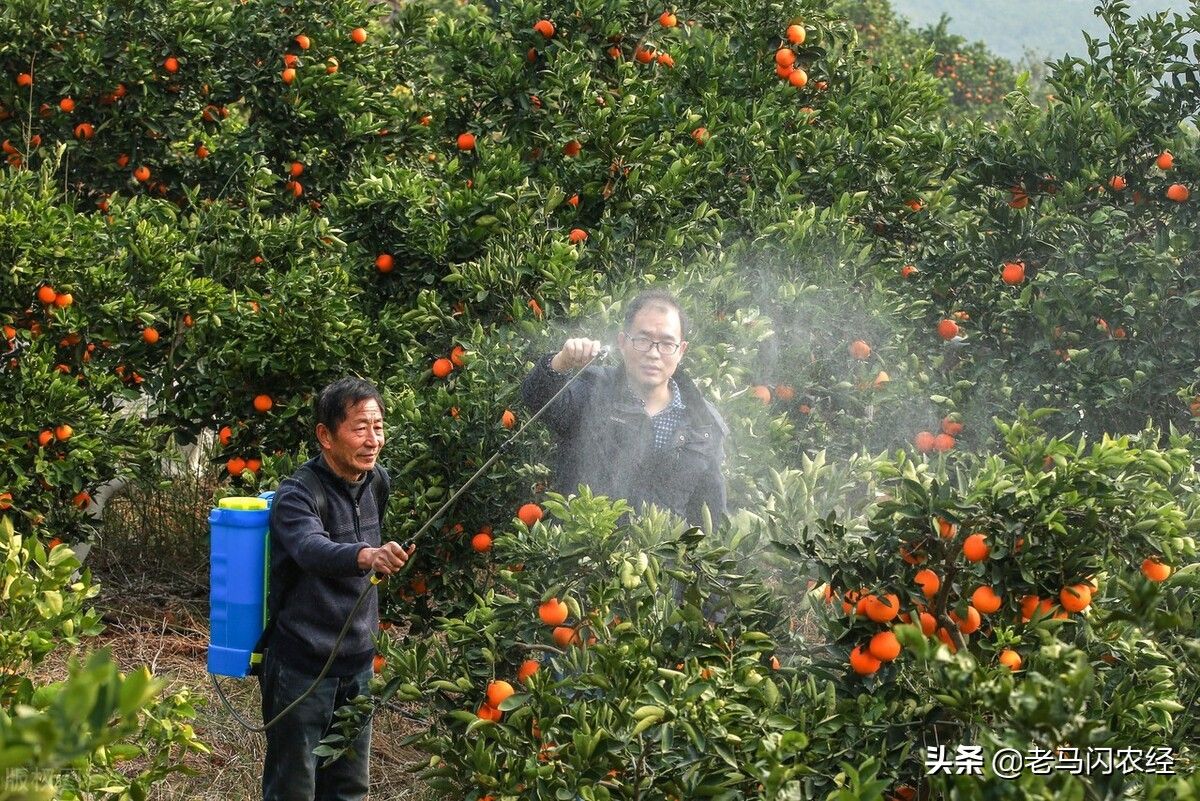 柑橘施用生石灰促长作用大，增产效果好，却往往被忽视，为什么？