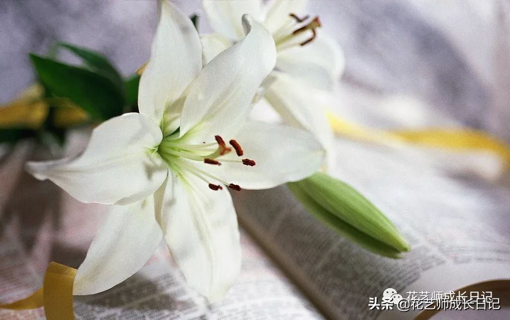 百合花代表什么意思象征着什么(不同颜色百合花的花语大全)