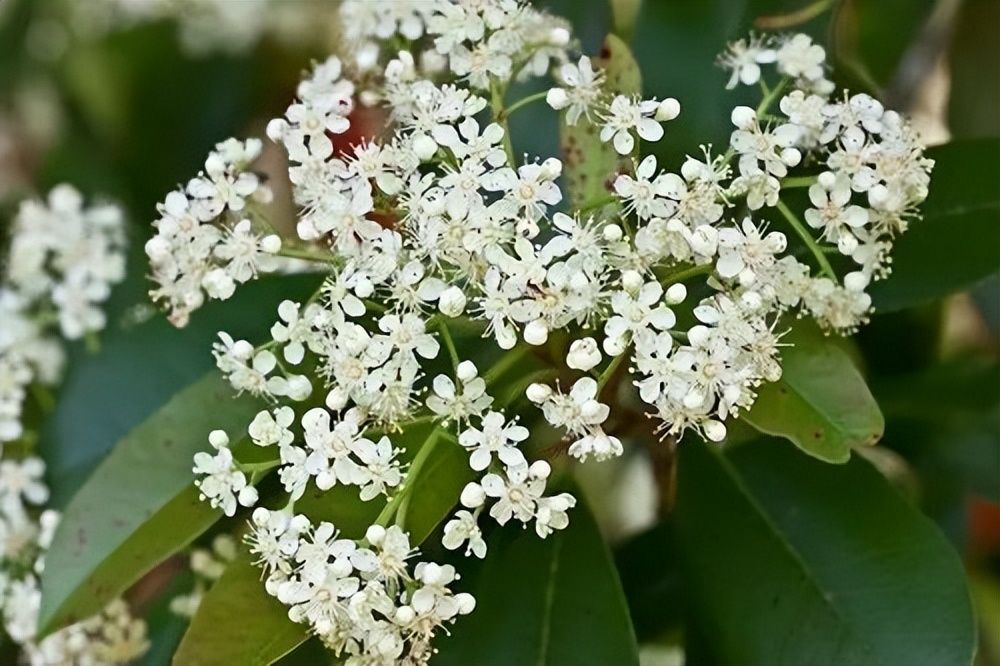 红叶石楠花的味道是什么梗(女生身上有石楠花的味道)