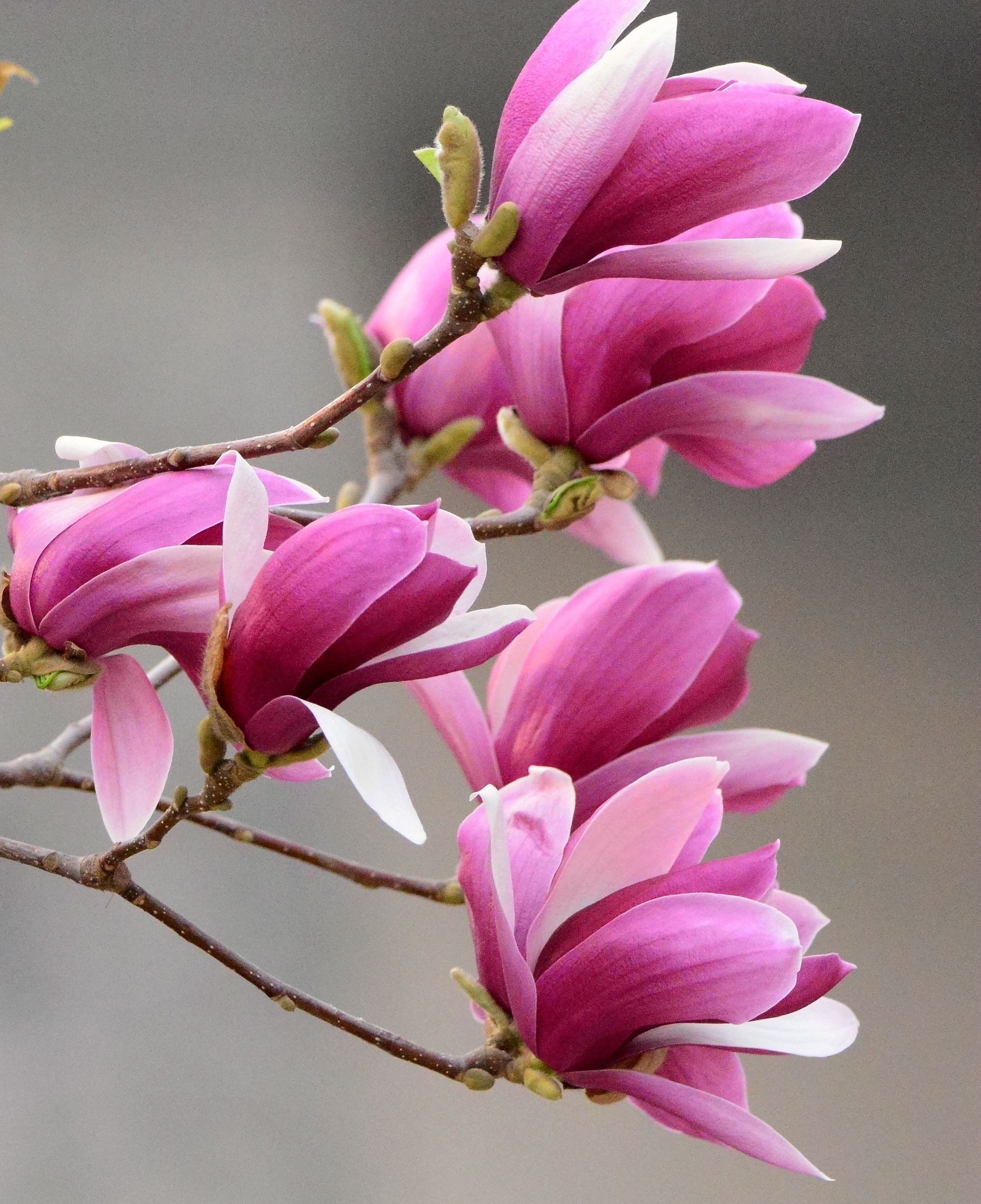 春游赏花，都是什么花？这100个花卉图鉴，给大家做科普，涨知识