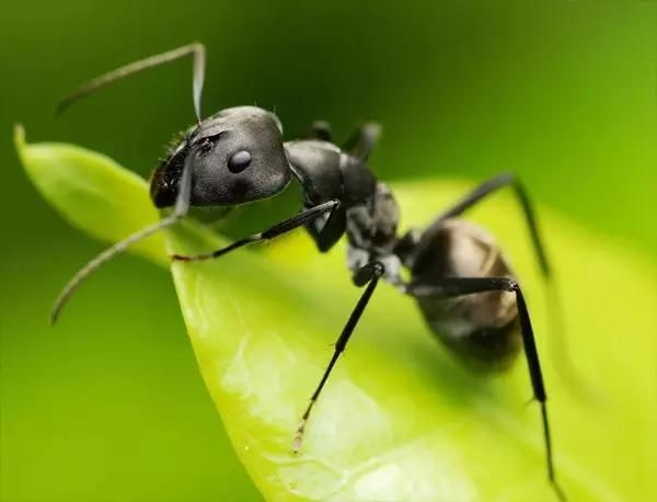 什么是昆虫？六只腿、复眼、一对触角...