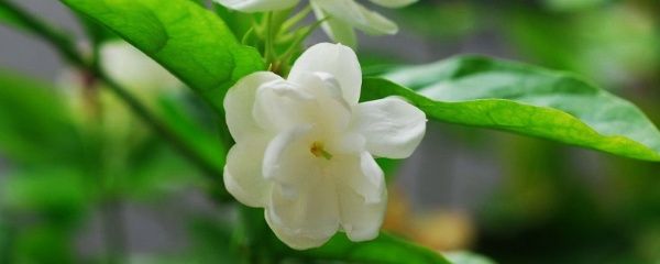 茉莉花养殖技巧有哪些(茉莉花养殖方法和注意事项)