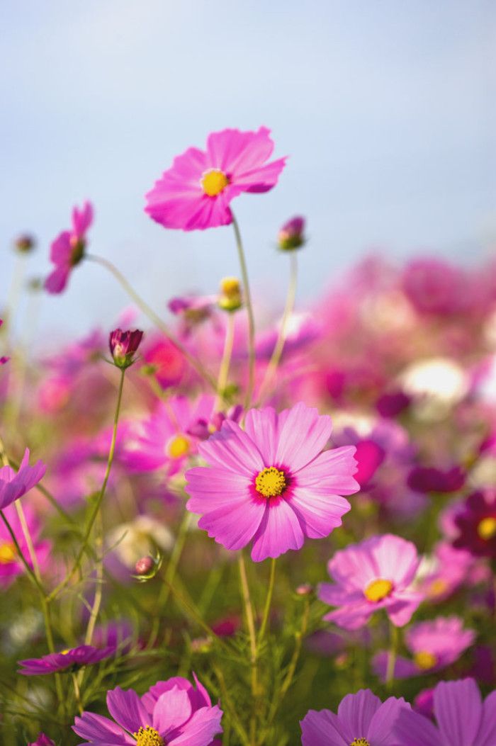 春游赏花，都是什么花？这100个花卉图鉴，给大家做科普，涨知识