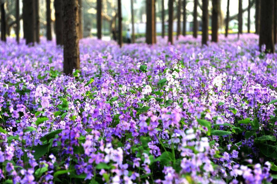 春游赏花，都是什么花？这100个花卉图鉴，给大家做科普，涨知识