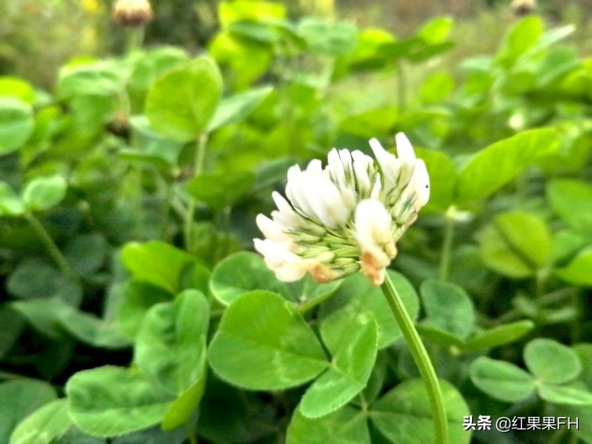三叶草的功效与作用(三叶草原名叫白车轴草)