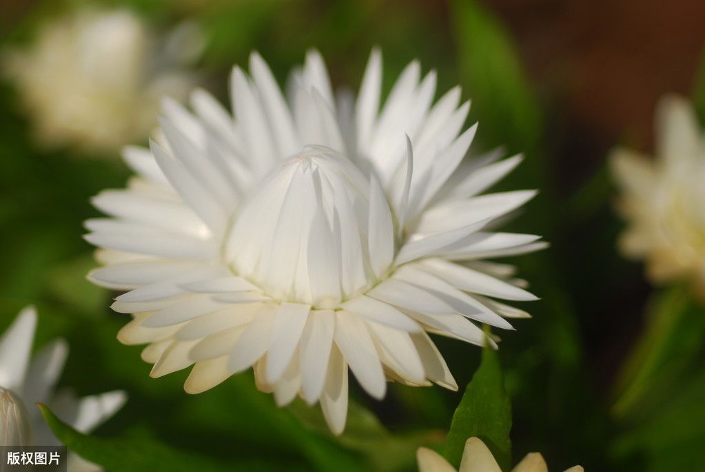 雏菊花语是什么意思(雏菊的花语和象征意义)