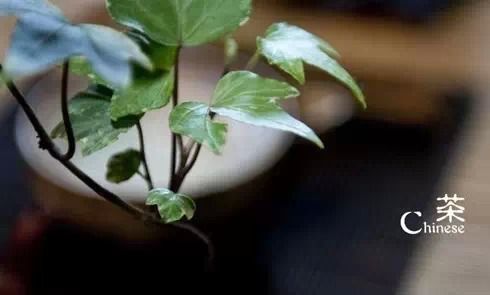 关于茶的诗句有哪些(意境优美的十六首茶诗词大全)