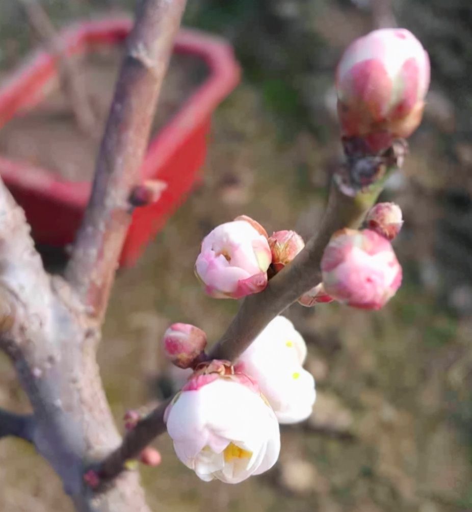 古代的花中四君子，高尚品格人人都爱学，你最爱哪种？