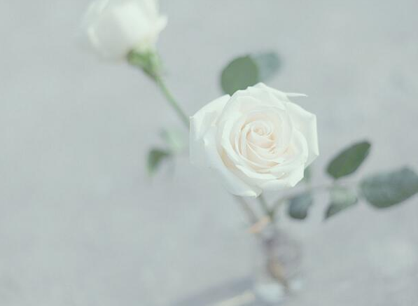 白玫瑰花语是什么意思(白玫瑰花代表的含义与寓意)