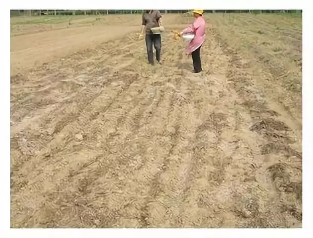 硝酸钠是酸性还是碱性肥料(硝酸和硝酸钠的作用与区别)