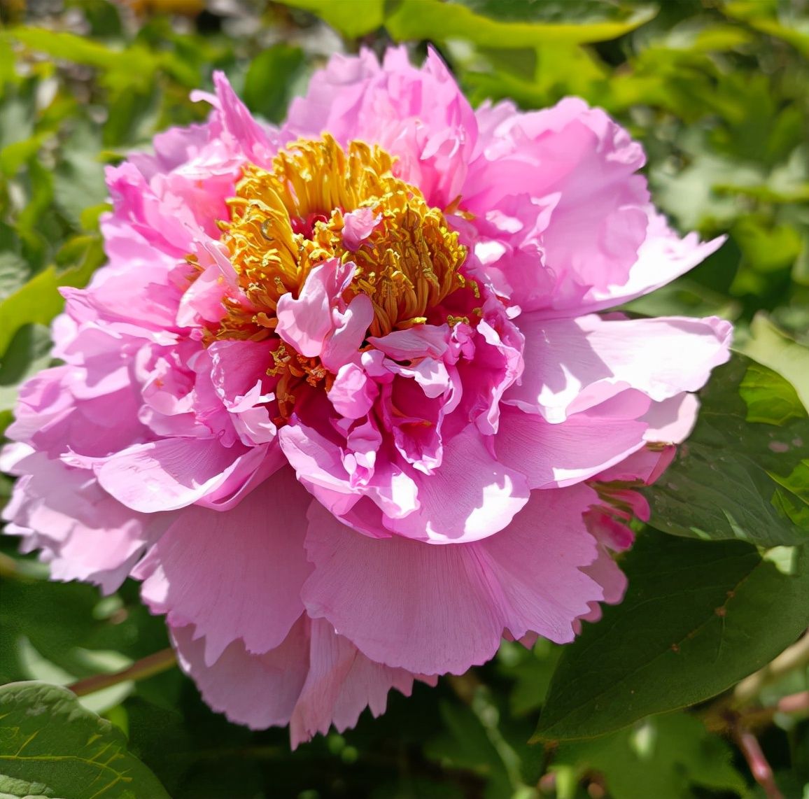 芍药和牡丹的区别在哪里(6个方法教你快速区别图解)