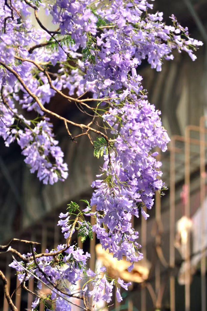 春游赏花，都是什么花？这100个花卉图鉴，给大家做科普，涨知识