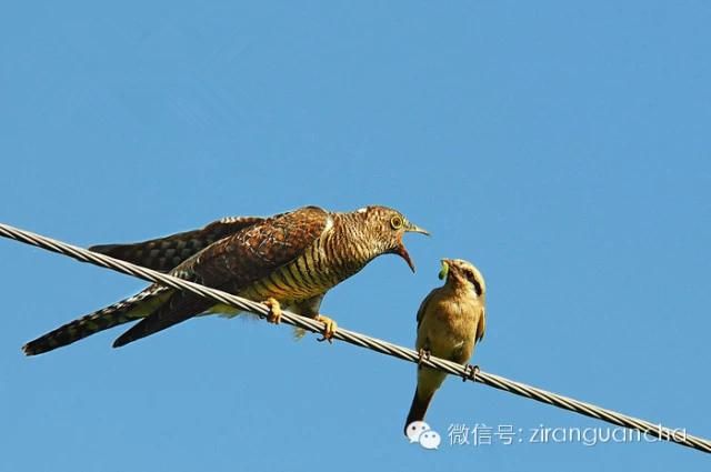 揭开“鸠占鹊巢”的，坐稳了，别惊着！