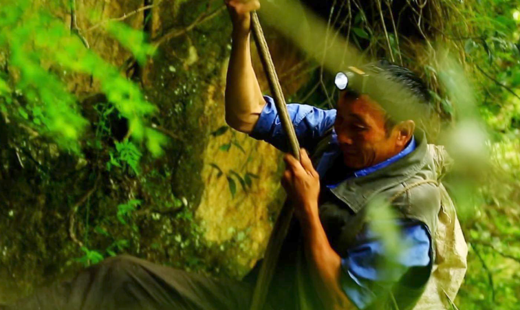 正宗燕窝实际多少钱一斤(一斤2.6万也不学采燕窝的手艺)