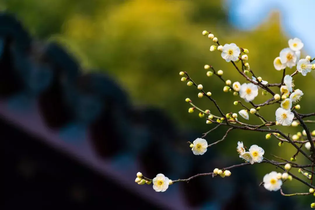 十首梅花诗：已是寒冬时，宜读梅花诗