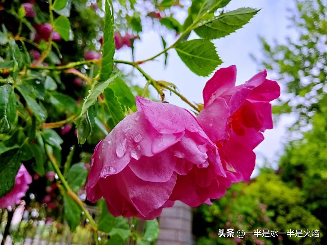 蔷薇花语是什么意思(蔷薇花的花语和象征寓意)