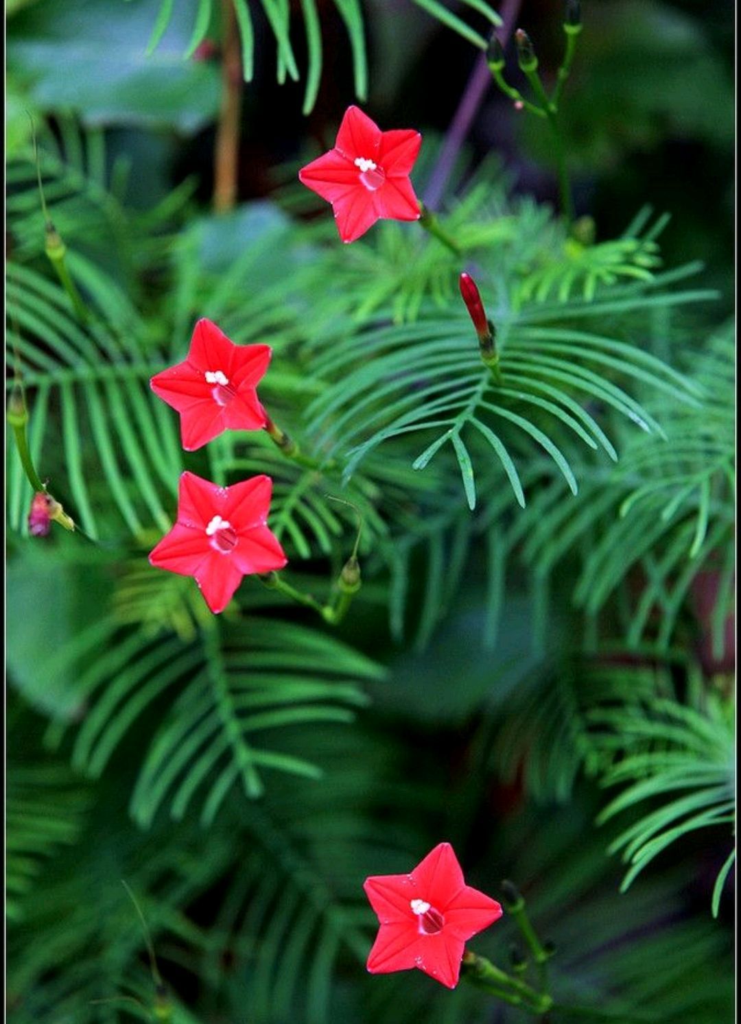 春游赏花，都是什么花？这100个花卉图鉴，给大家做科普，涨知识