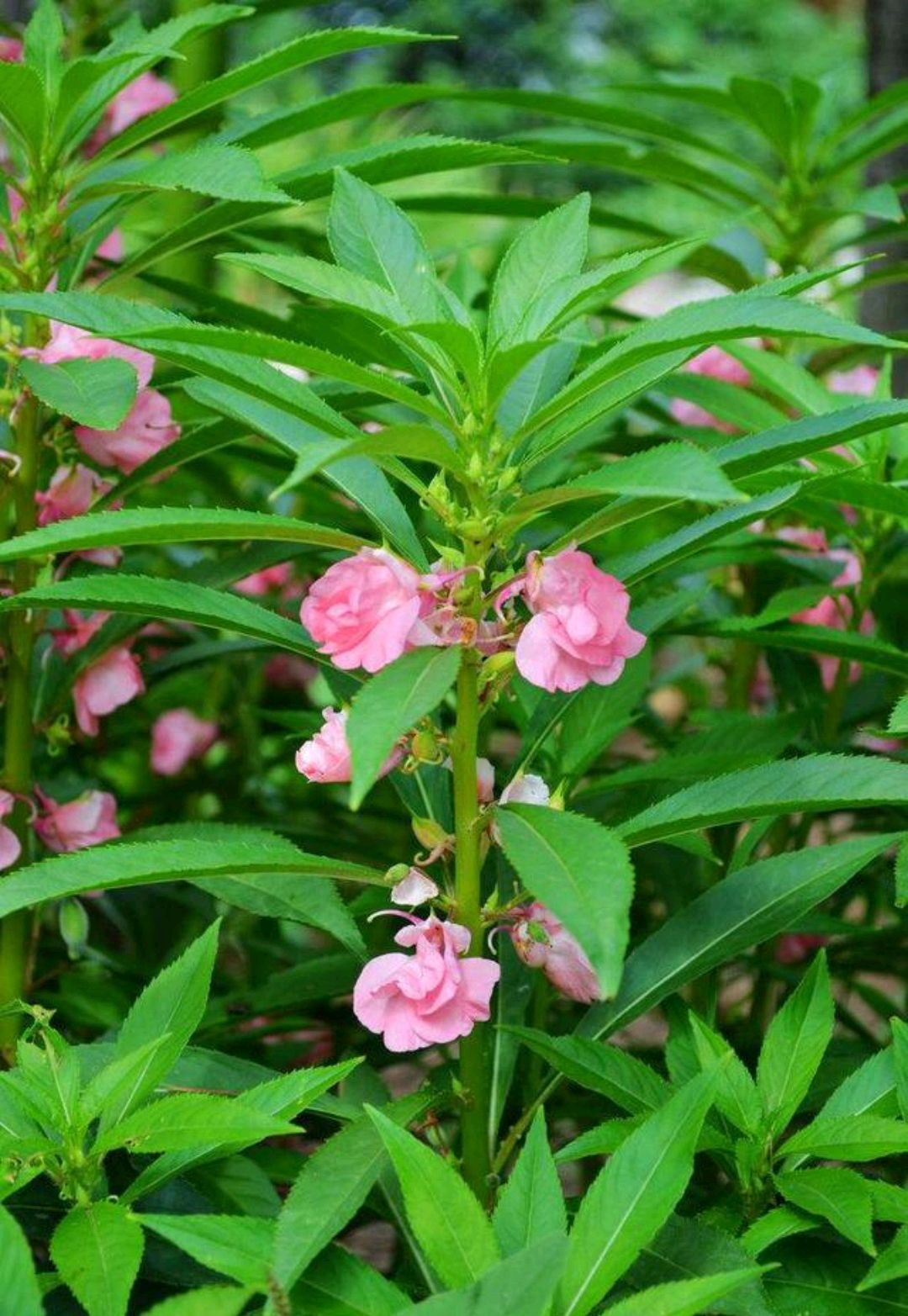 春游赏花，都是什么花？这100个花卉图鉴，给大家做科普，涨知识