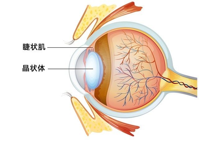 近视眼挑手机屏幕，究竟是选LCD还是OLED？