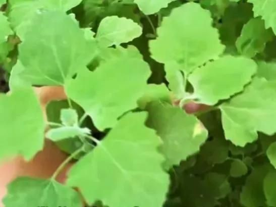 野生灰灰菜的3种初步处理方法，做出4种广东美食，美味又健康