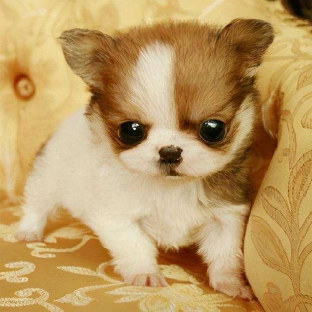 小型犬图片大全带名字有哪些(适合懒人养的8种小型犬)