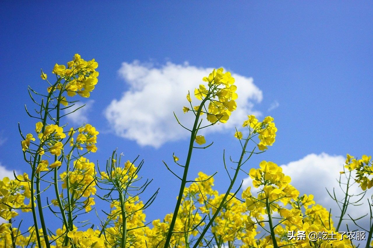 油菜花什么时候开花(全国油菜花开花时间)