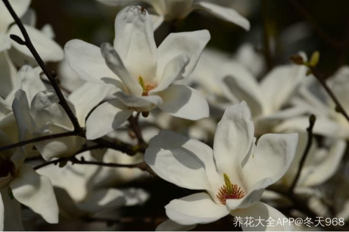 春天常见的40种花，教你从头认个遍，以后认花再也不求人！