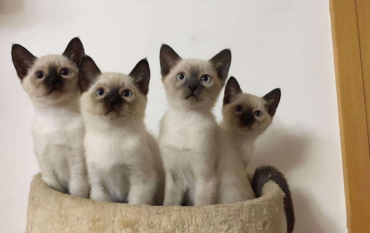 猫的品种有哪些(世界上受欢迎的10种猫介绍及图片)